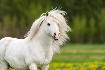 Beautiful white pony stallion with long mane in summer