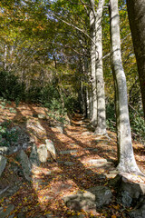 Boschi dell'Appennino Ligure (Varazze, Savona) - Parco del Beigua