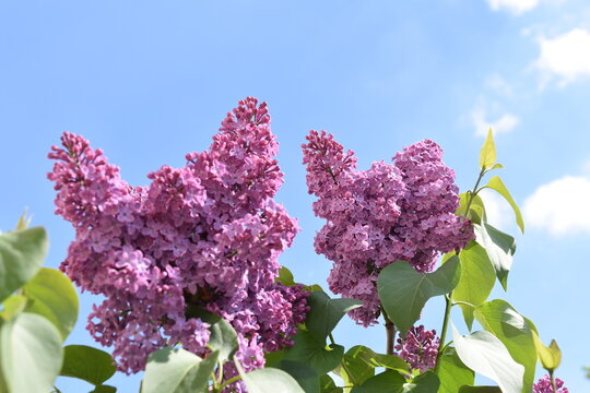 bez, kwiaty, wiosna, fioletowe, krzew, kwiat, fiolet, , lato, kwiatowy, ogrodnictwo, pora roku, maj, barwa, bzy, kwitną, 