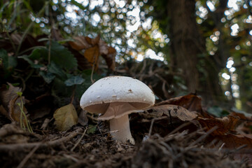 Boschi dell'Appennino Ligure (Varazze, Savona) - Parco del Beigua