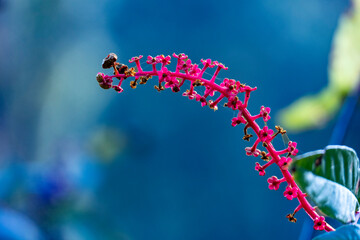 Boschi dell'Appennino Ligure (Varazze, Savona) - Parco del Beigua