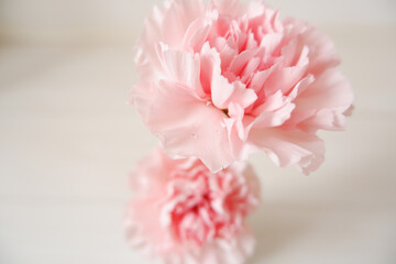 Beautiful pink Carnation on white background. Mother's day, Women's day and wedding floral background. Closed up pink carnation flower. 