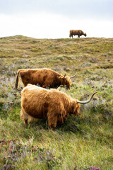 HIghland cows in scotland
