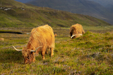 Highland cows in Scotlamnd
