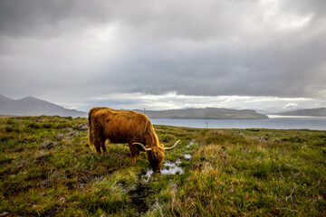 Highland cow in scotland