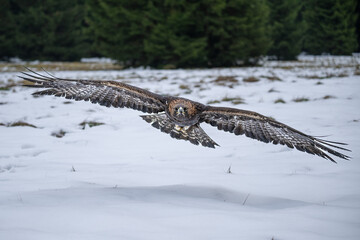 Bird of prey flying in The Bohemian Moravian Highlands.