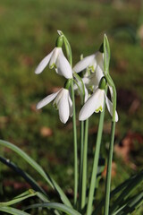 closeup of snowdrop flowers in spring