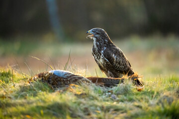 Bird of prey and his feed. The Bohemian Moravian Highlands.