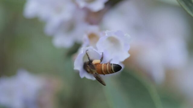 Kurunchi Flower, Strobilanthes kunthiana, Honeybee
