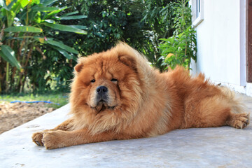 Chow Chow puppy lying on the cement floor The background is a green forest. - obrazy, fototapety, plakaty