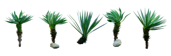 solated cutout PNG of cactus plant on transparent background.	