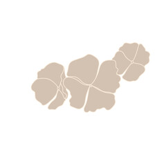 Flower Flat forget me not  