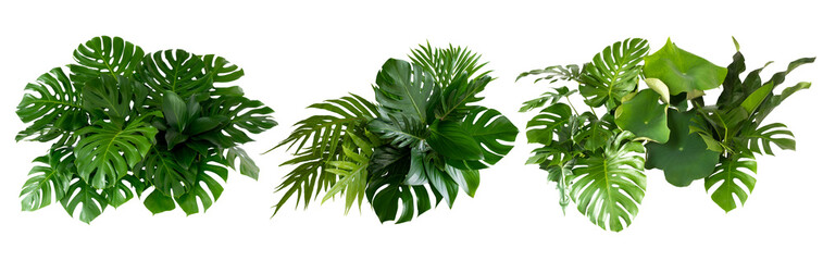 Plant leaves Green nature Tropical forest isolated on transparent background - png	 - obrazy, fototapety, plakaty