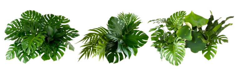 Plant leaves Green nature Tropical forest isolated on transparent background - png	
