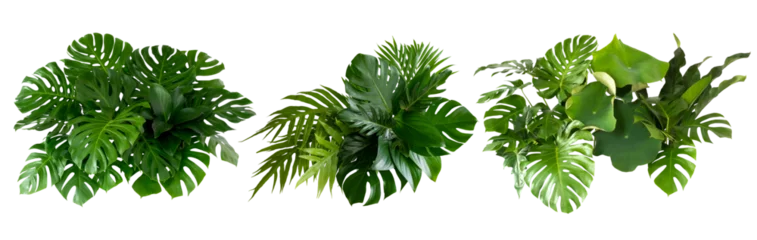 Fototapeten Plant leaves Green nature Tropical forest isolated on transparent background - png  © eakarat