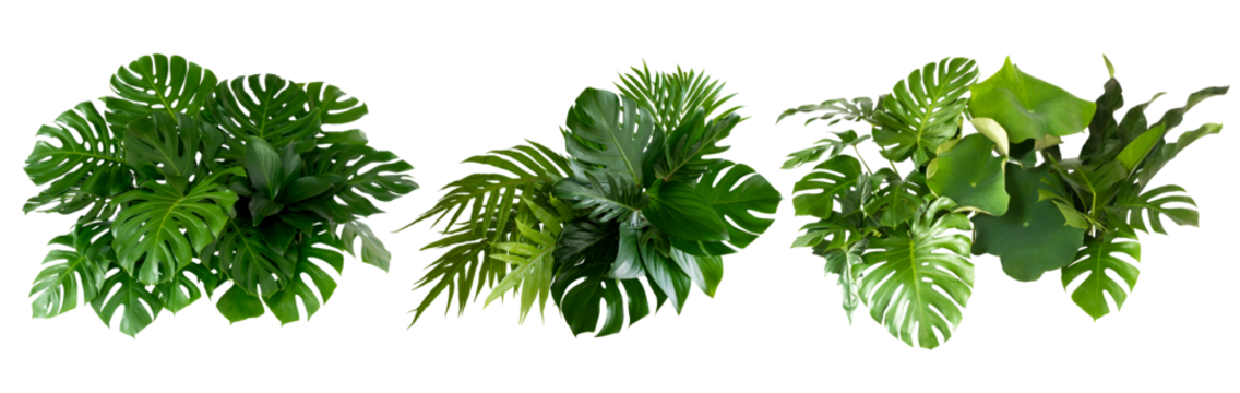 Plant leaves Green nature Tropical forest isolated on transparent background - png	