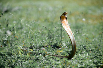 The King Cobra, also known as the Ular Tedung Selar, Ngu Chong-ang, is the only species from the...