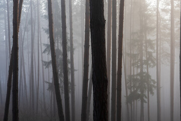 Foggy Morning in the Pine Forest. Dense fog in the forest.
