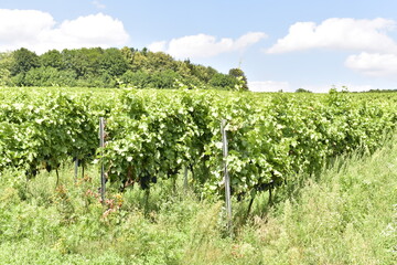 Fototapeta na wymiar winnica Srebrna Góra pod Krakowem, krzewy, uprawa, roślin, kwiat, owoc, rolnictwo