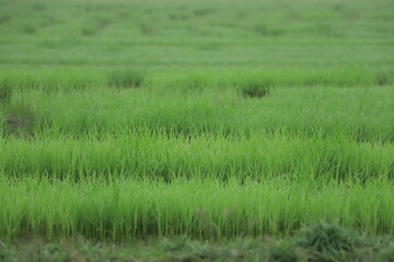 Close up seedlings of rice in rice fields with wet drops on the fresh green background, Rice seedlings and dew,