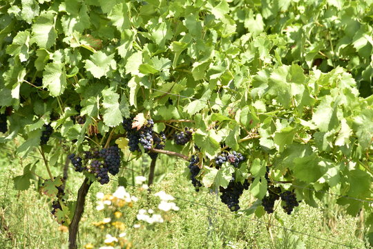 Winnica Bilder Durchsuchen 2,175 Archivfotos, und