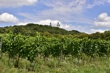 Fototapeta na wymiar winnica Srebrna Góra pod Krakowem, krzewy, uprawa, roślin, kwiat, owoc, rolnictwo