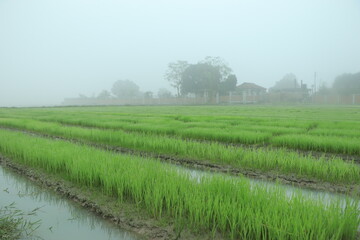 Fototapeta na wymiar rice seedling growing in the rice field