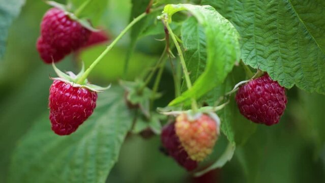 Raspberry plantation on a farm. Red raspberries are ready for harvest. The concept of agriculture, farming, food, fruits and berries.