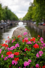 Fototapeta na wymiar view from amsterdam canal bridge onto canal with geranium flowers in foreground and blurred background