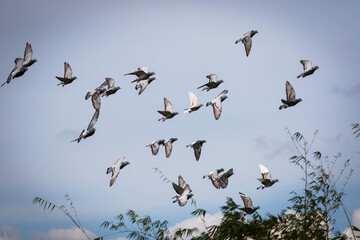 flock of homing pigeon flying against clear blue sky