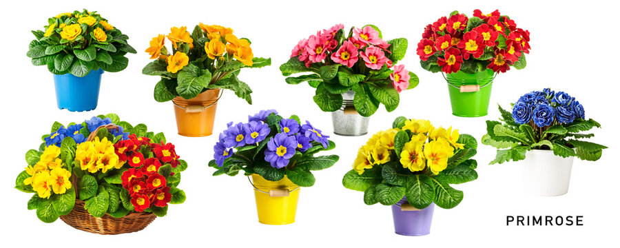 Spring primrose primula flowers in pot set. PNG with transparent background. Flat lay. Without shadow.