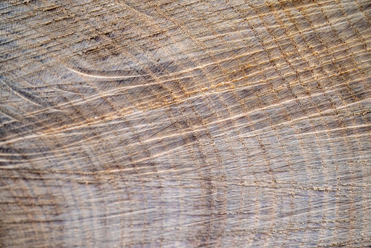 Close-up texture photography of wood. Cut tree trunk.Annual rings on a cut tree close-up.Wooden heart for decoration.Wood background.Wood front view. Natural wood background.Tree trunk cross section