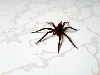 Dark black spider looks beautiful on a white background.