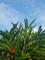 The length of the leaves is beautiful against the fresh sky.