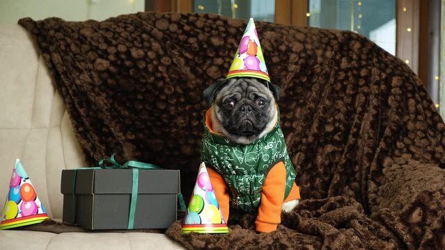 A cute funny pug in a festive cap celebrates his first birthday