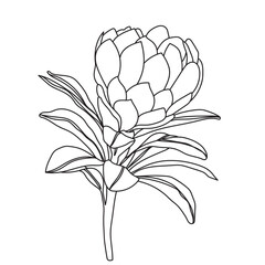 Flower Outline torch ginger flower 