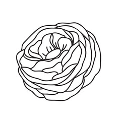 Flower Outline Botanic rose 