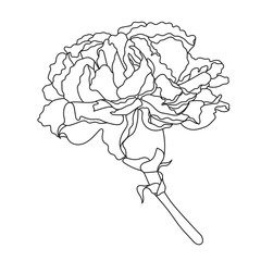 Flower Outline canetion flower 