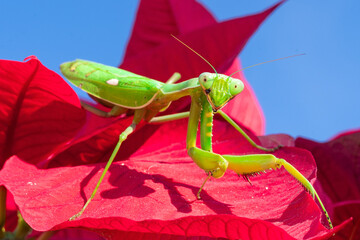 Praying mantis is the typical name given to this characteristic insect. This is green on a red...