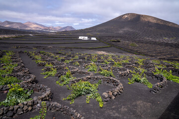 Planting system for vineyards in volcanic areas, the function is to protect the vines from the...