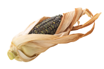 Heirloom variegated earth tones maize corn cob (Zea mays ear),  half-peeled, isolated png