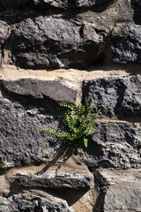 stone wall with leaves