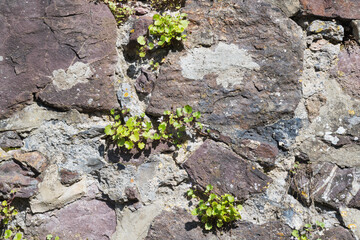 plant on stone
