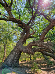 Fototapeta na wymiar Danube Delta old tree