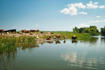 Obraz na płótnie Canvas Danube Delta wildlife