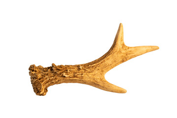 Roe deer antler isolated with no background