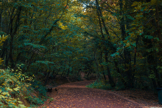 Jog or hike trail in the forest in the autumn. Healthy lifestyle concept