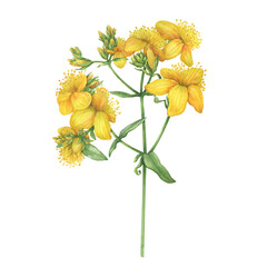 Closeup of bright yellow hypericum perforatum flower (Common St. John's-wort, goatweed). Watercolor hand drawn painting illustration isolated on white background.