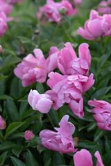 Fototapeta premium Side view of a blooming bush of delicate pink peonies 