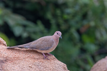 Laughing dove or Spilopelia senegalensis observed in Hampi in Karnataka, India